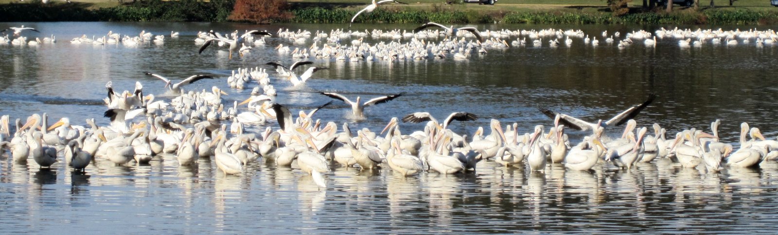 White Pelicans